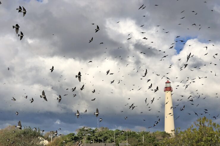 Lighthouse Point Park Migrating Birds