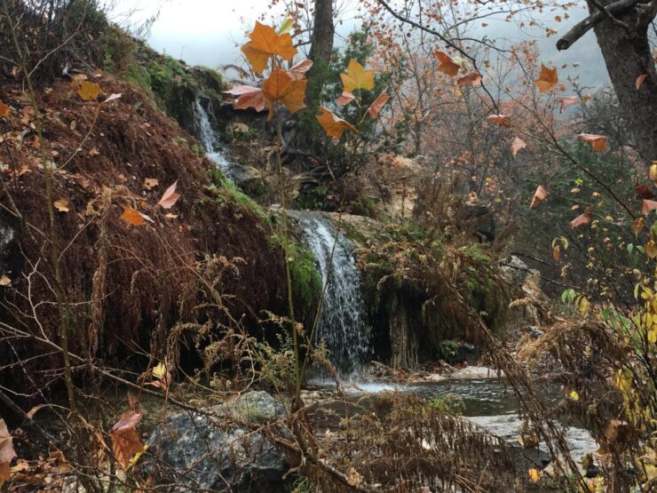 Lost Maples State Natural Area is home to a beautiful waterfall