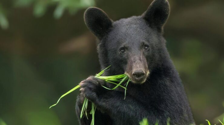 Louisiana Black Bear
