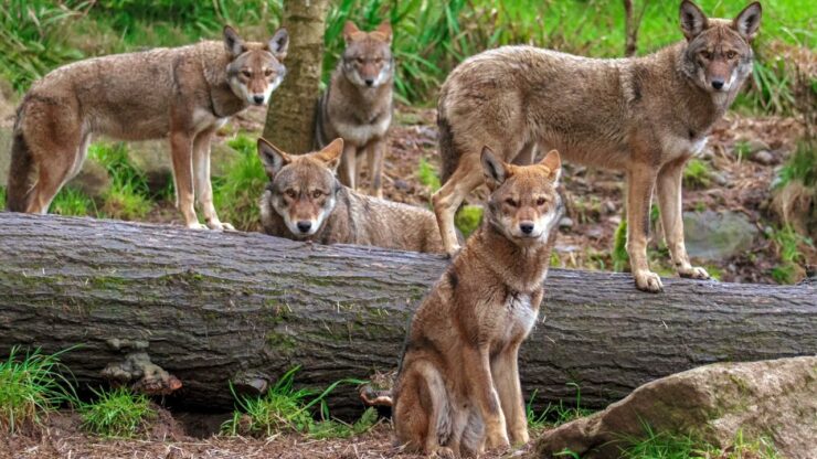 Louisiana Red Wolf