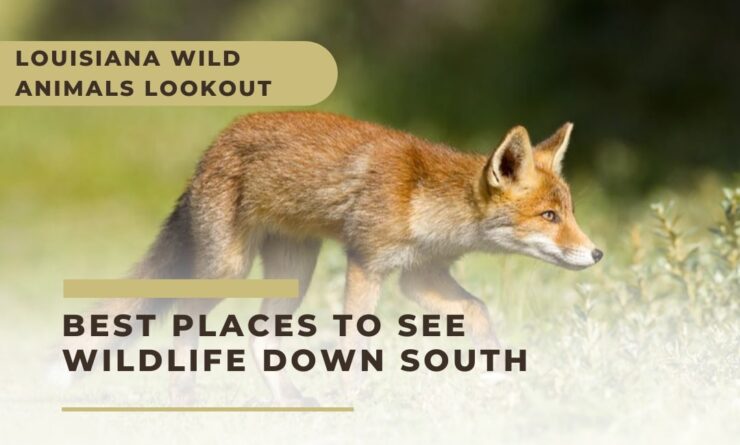 Louisiana Wild Animals Lookout