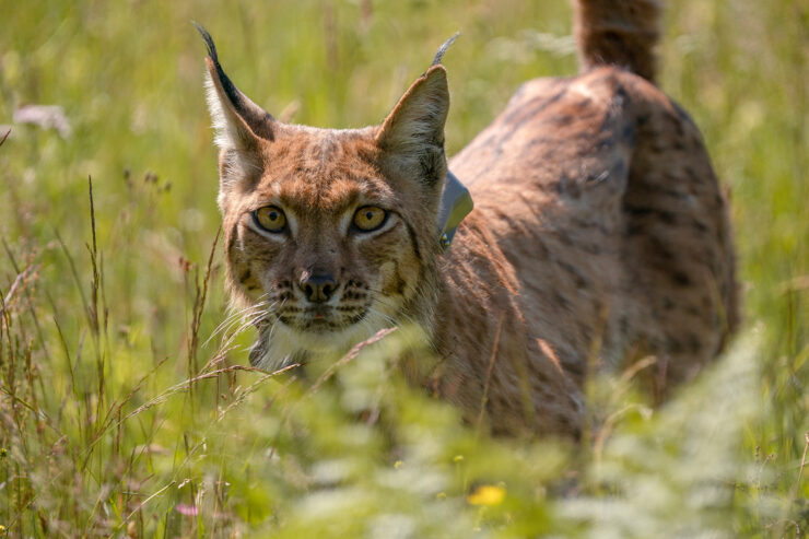 Lynx