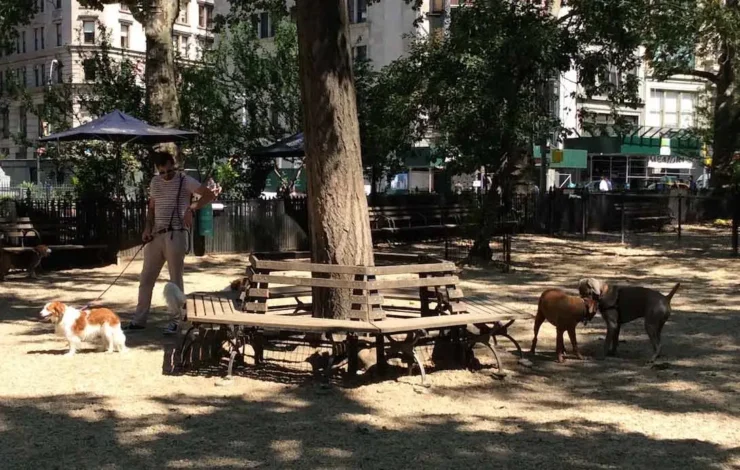 Madison Square Dog Park