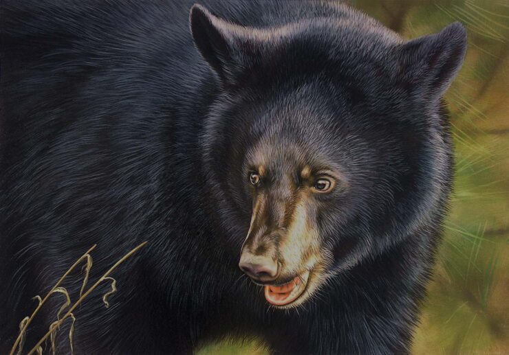 Maryland Black Bear