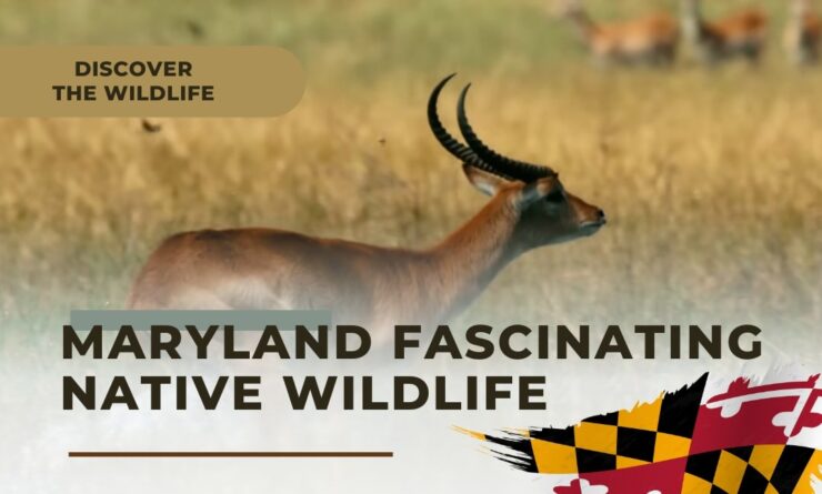 Maryland Fascinating Native Wildlife - Discover Animals