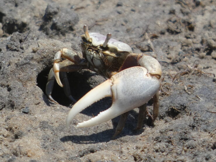 Maryland Fiddler Crab