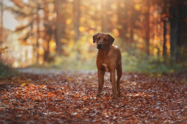 Minnehaha Regional Dog Park