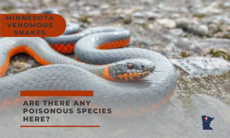 Minnesota snakes