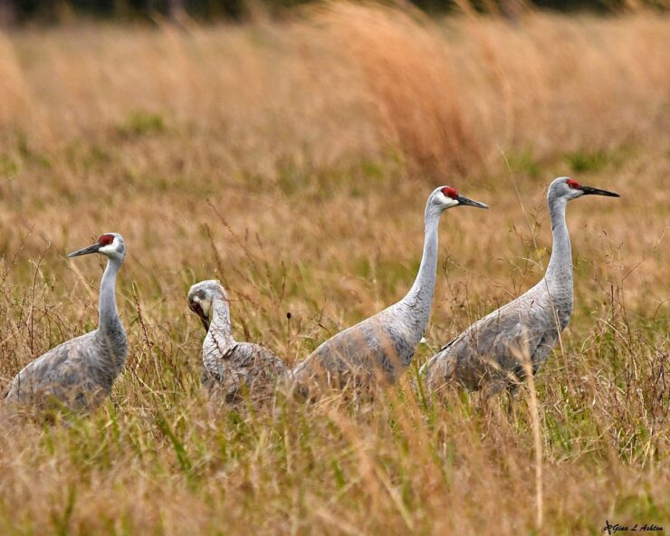 Mississippi Sandhill Crane