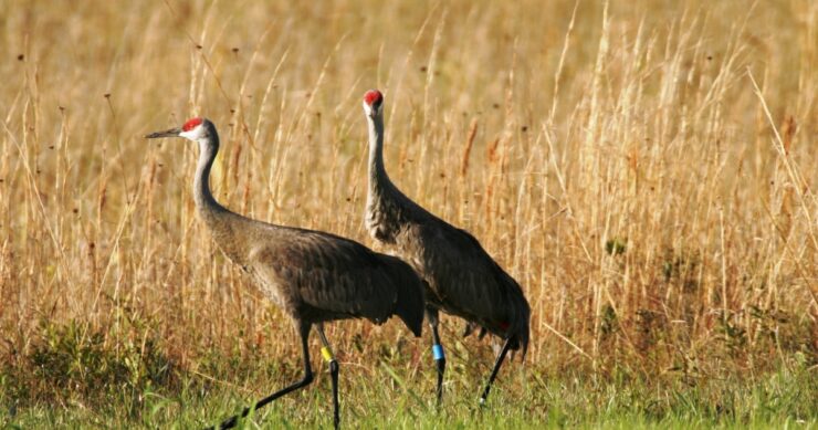 Mississippi Sandhill Crane Wildlife Refuge