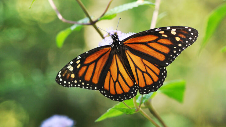 Monarch Butterflies