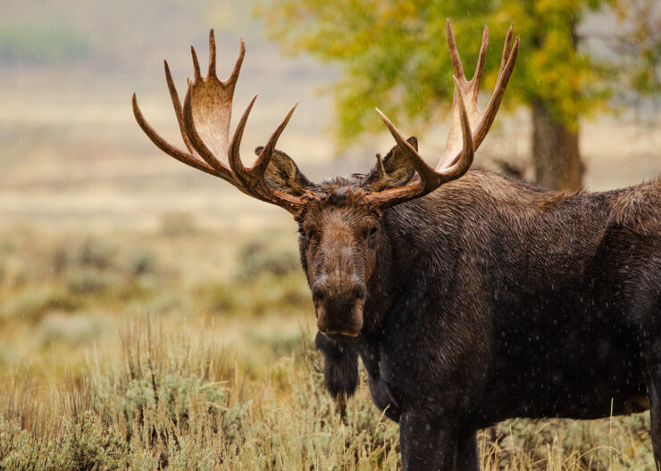 Moose