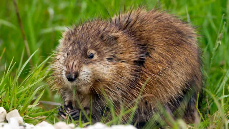Muskrat