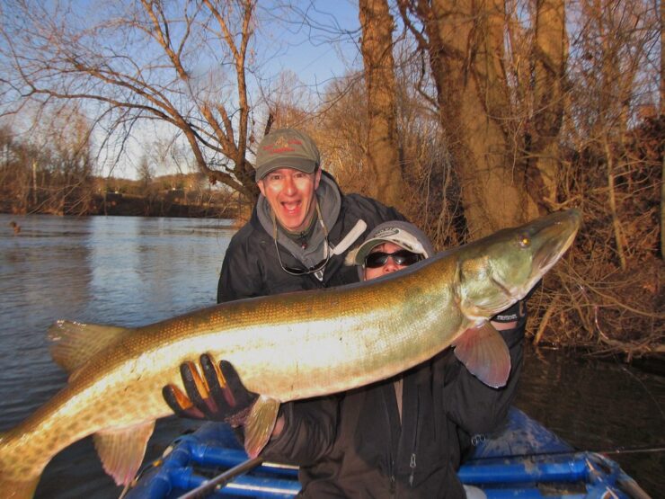 Musky (Esox masquinongy)