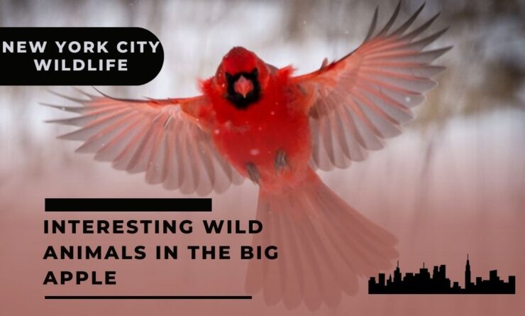 NYC Wildlife