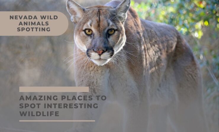 Nevada wild Animal