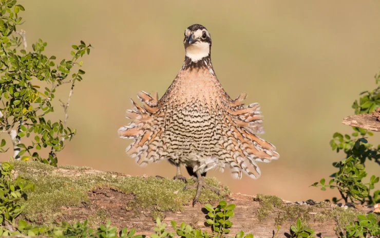 Northern Bobwhite Quail