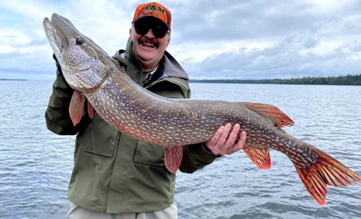 Northern Pike (Esox lucius)