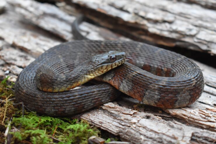 Northern Watersnake (Nerodia sipedon)