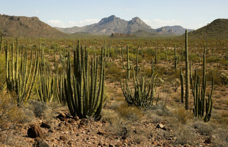 Organ Pipe Cactus National Monument