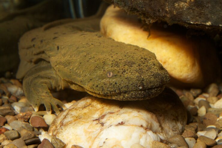 Ozark Hellbender in Missouri