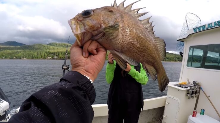 Pacific Halibut