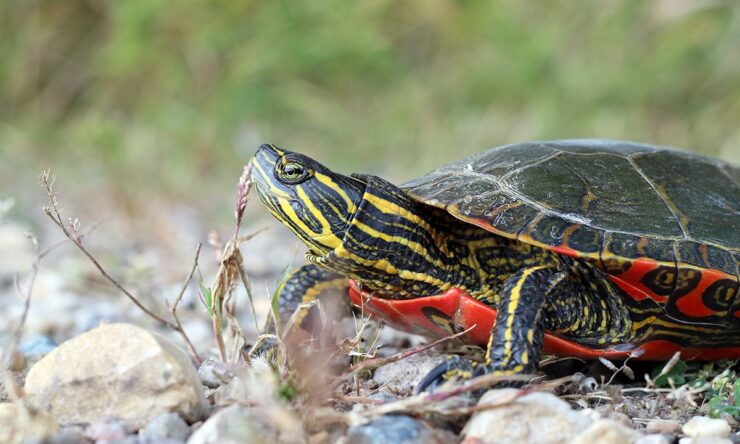 Painted Turtles in Boston