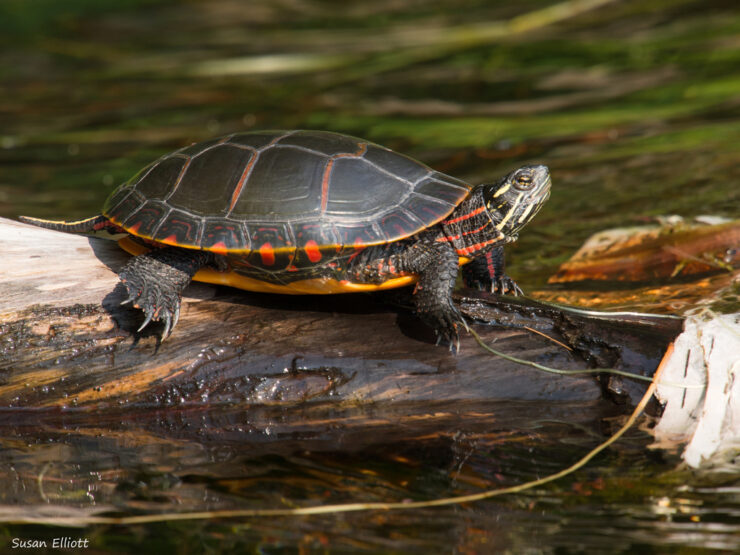 Painted turtles