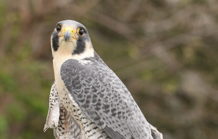 Peregrine Falcons