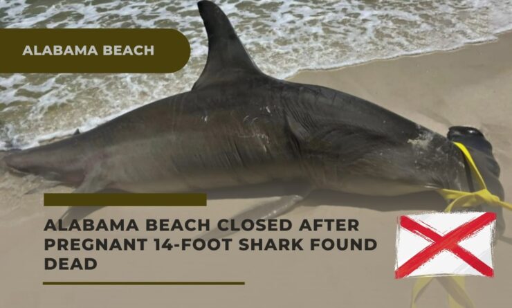 Pregnant 14-Foot Shark Found Dead in Alabama Beach