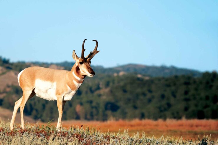 Pronghorn Antelope