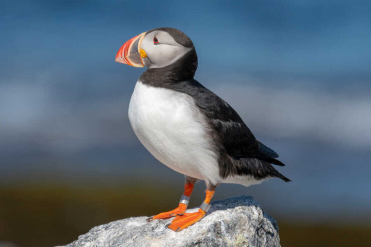 Puffins