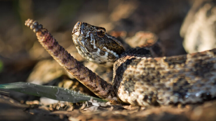 Pygmy Rattlesnake