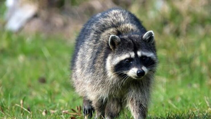 Raccoon
