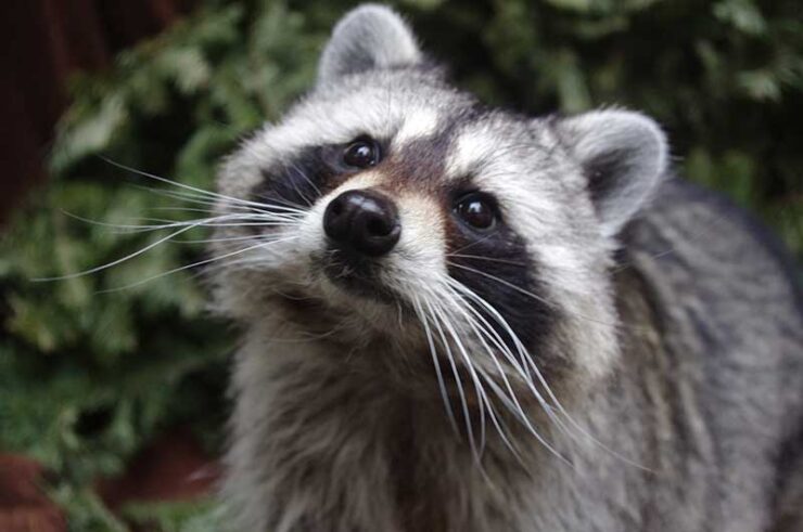 Raccoon