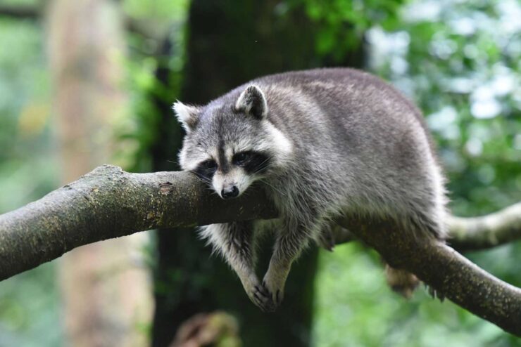 Raccoons in Illinois