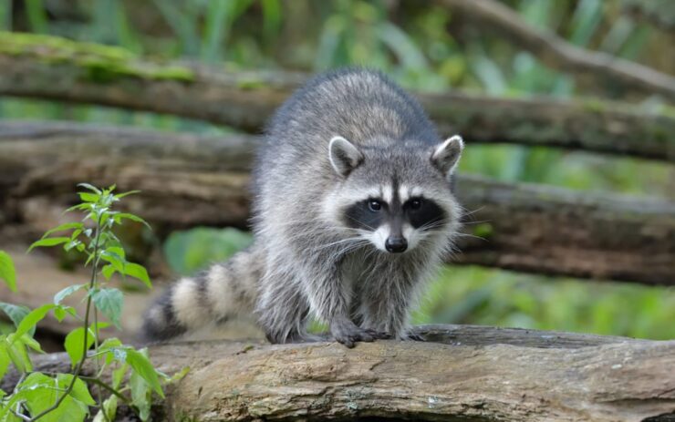 Racoon