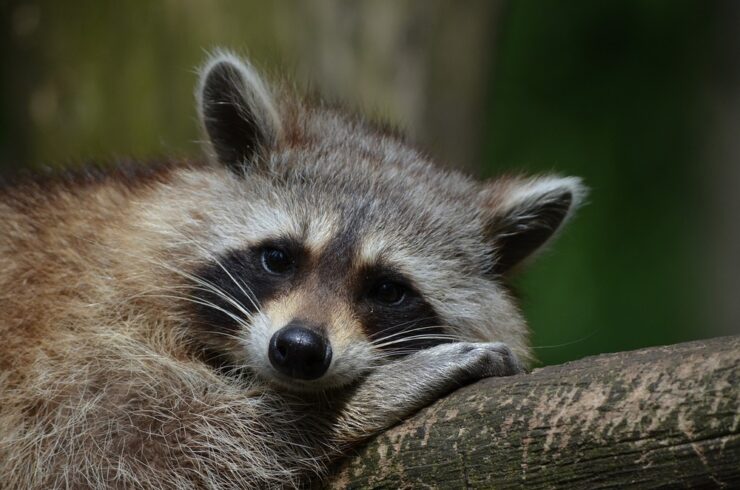 Racoon Arkansas Wild Animal