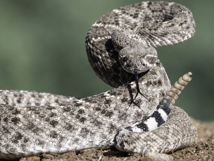 Rattlesnake