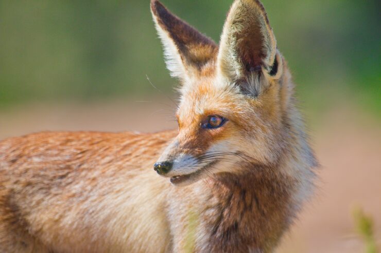 Red Foxes