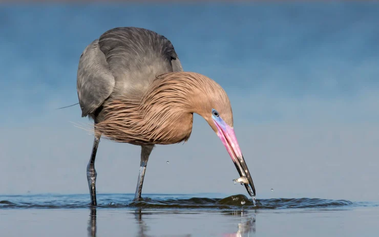 Reddish Egret