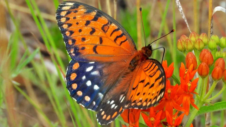 Regal Fritillary Butterfly