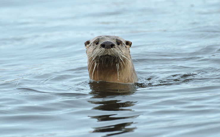 River otter