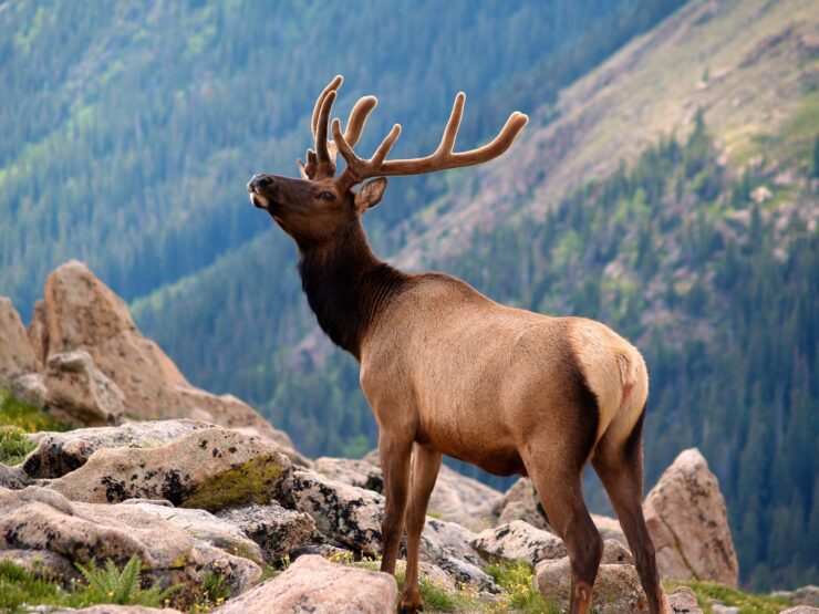 Rocky Mountain National Park Elk