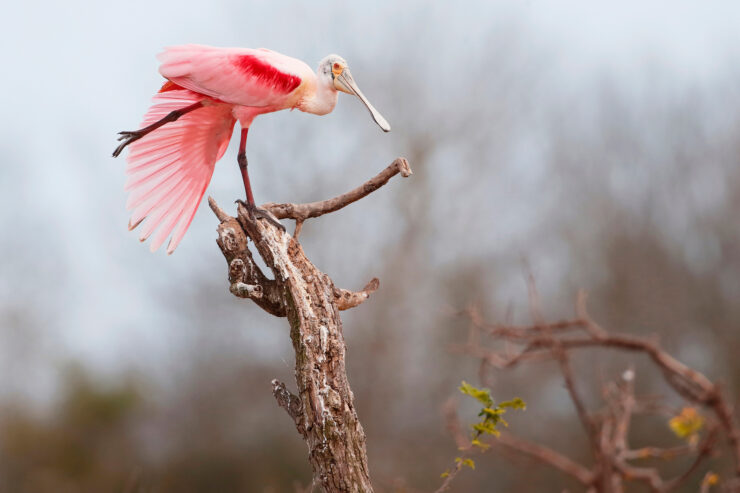 Roseate Spoonbill
