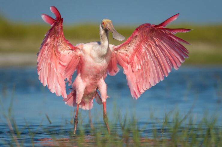Roseate Spoonbill