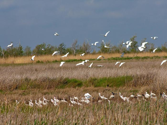 Sabine National Wildlife Refuge