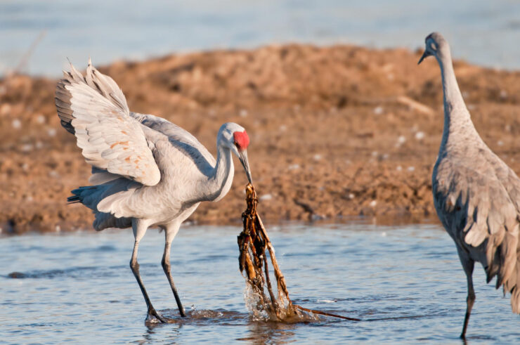 Sandhill Crane