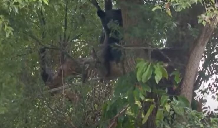 bear on the tree