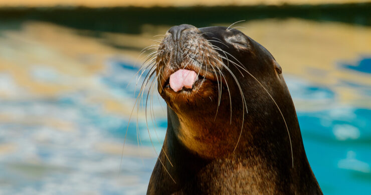 Sea Lions